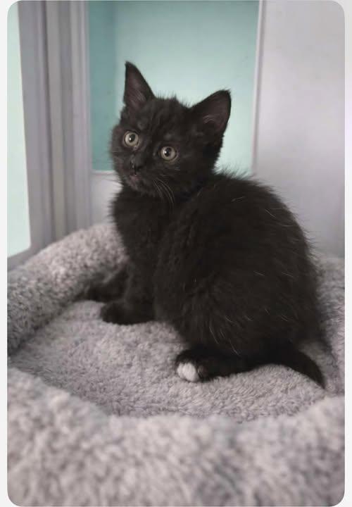 Enlarge Brack (argent), a ADOPTABLE Domestic Short Hair in Sainte-Martine, QC image 1/1