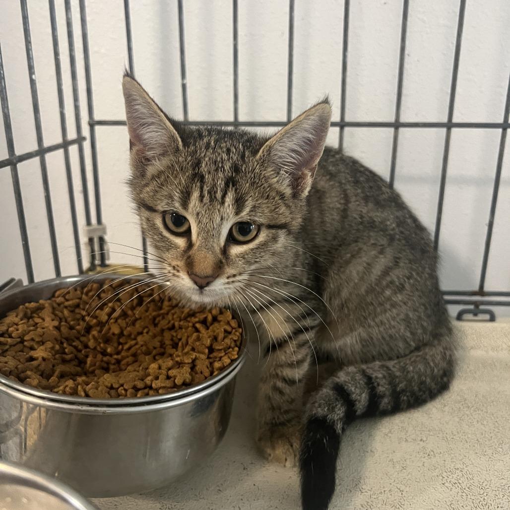 Enlarge Celery, a Adoptable Domestic Short Hair in Wiggins, MS image 1/1