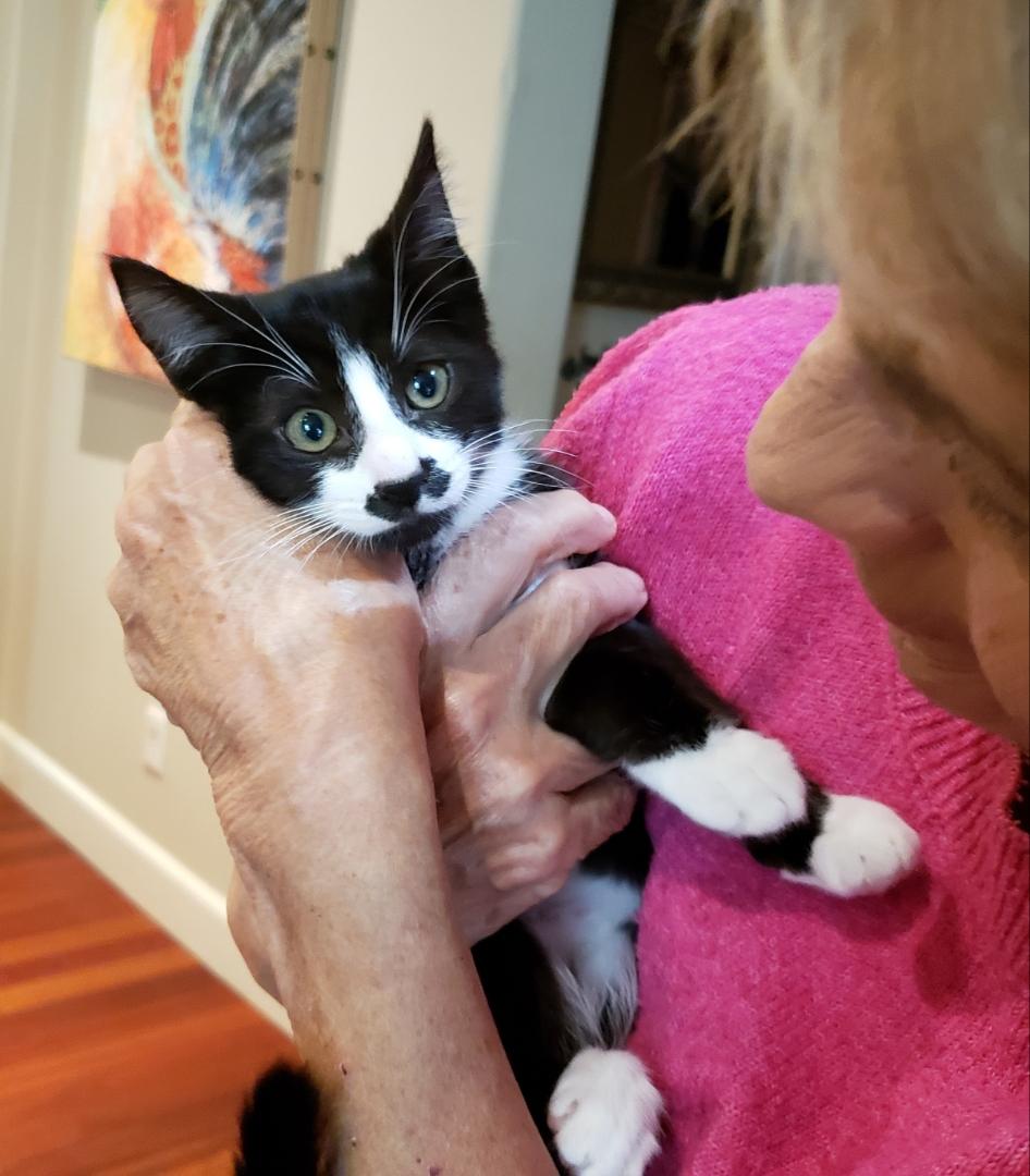 Hank (female), ADOPTABLE, Young Female American Shorthair.