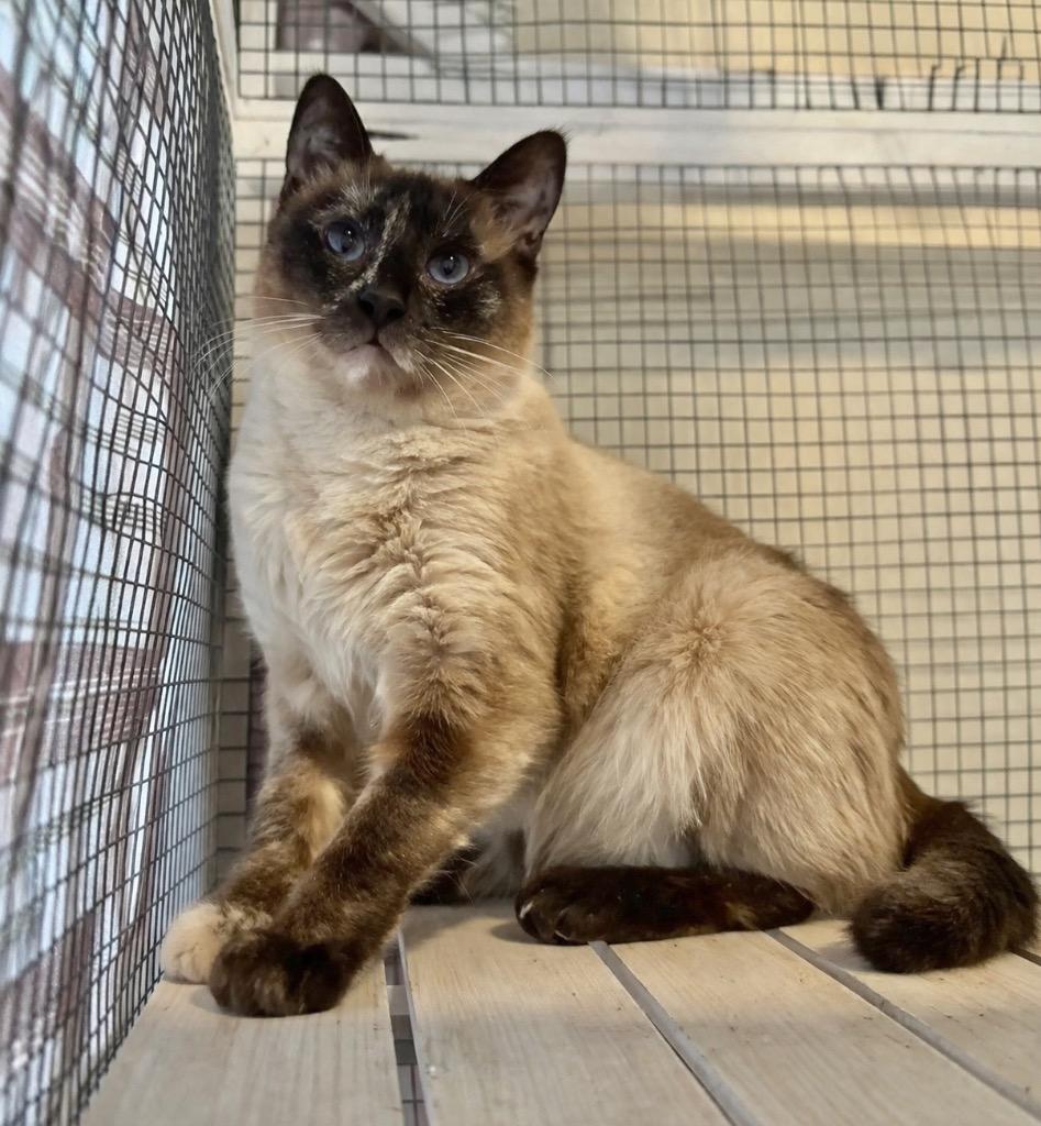 Enlarge Shiitake, a Adoptable mixed breed in Cambria, CA image 1/3