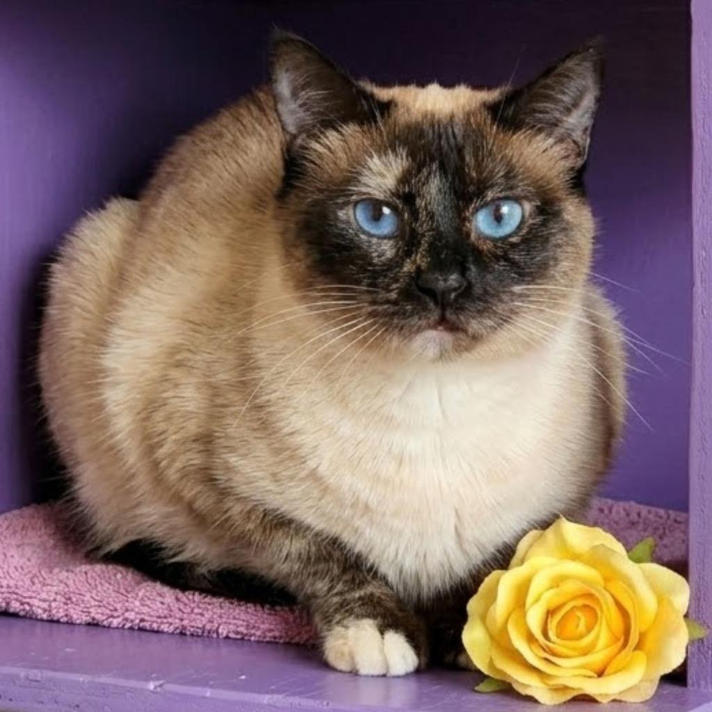 Enlarge Shiitake, a Adoptable mixed breed in Cambria, CA image 1/4