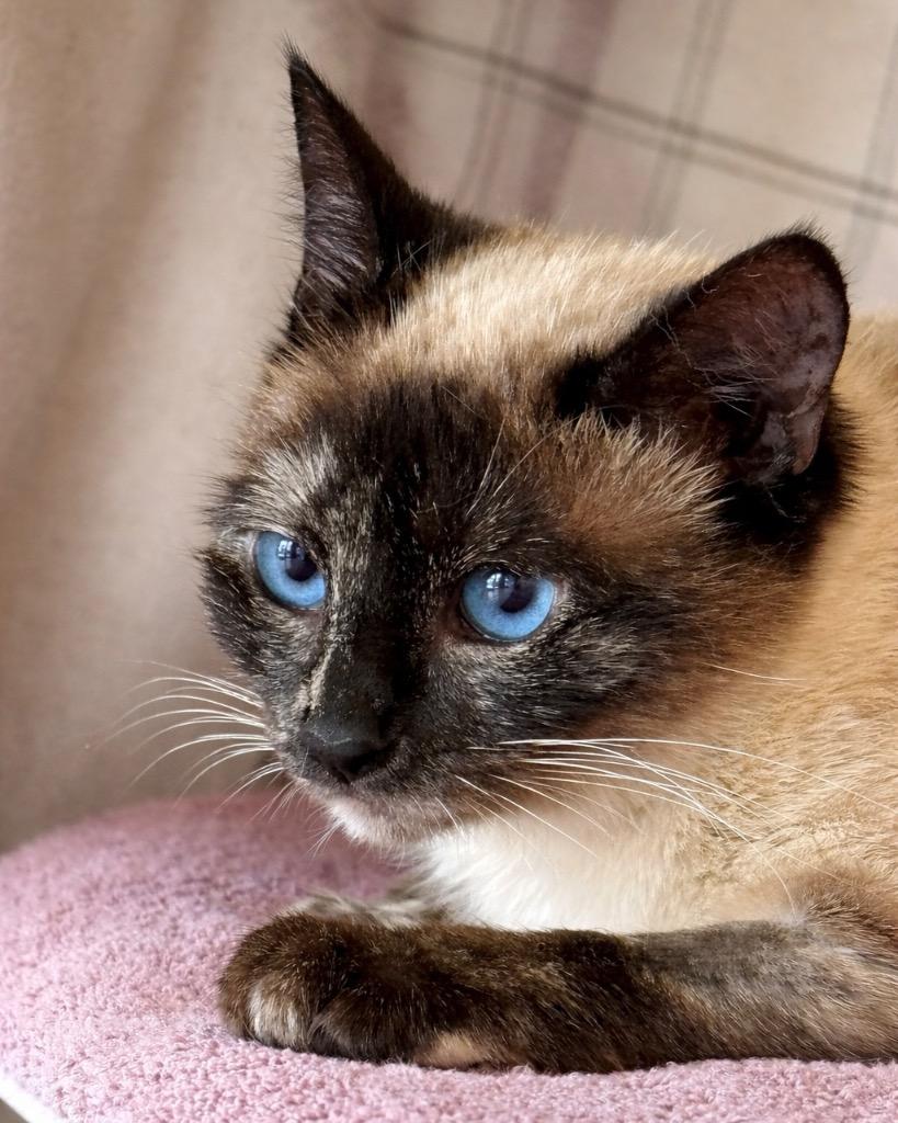 Enlarge Shiitake, a Adoptable mixed breed in Cambria, CA image 3/4