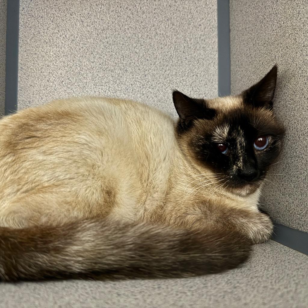 Enlarge Shiitake, a Adoptable mixed breed in Cambria, CA image 2/3