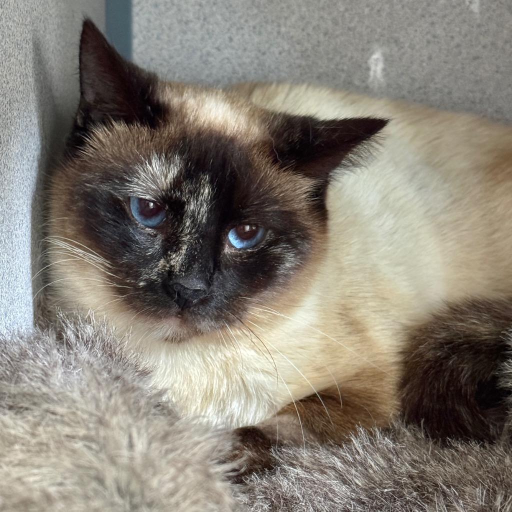 Enlarge Shiitake, a Adoptable mixed breed in Cambria, CA image 3/3