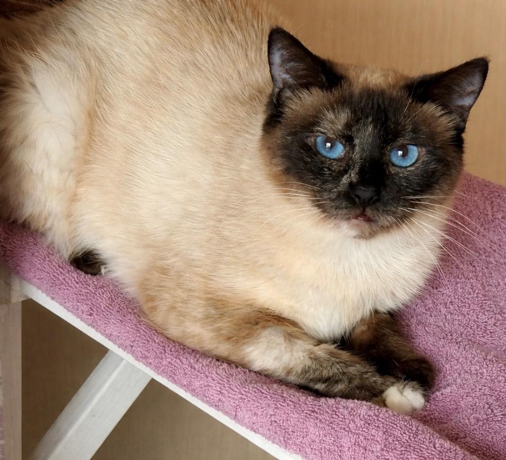 Enlarge Shiitake, a Adoptable mixed breed in Cambria, CA image 4/4