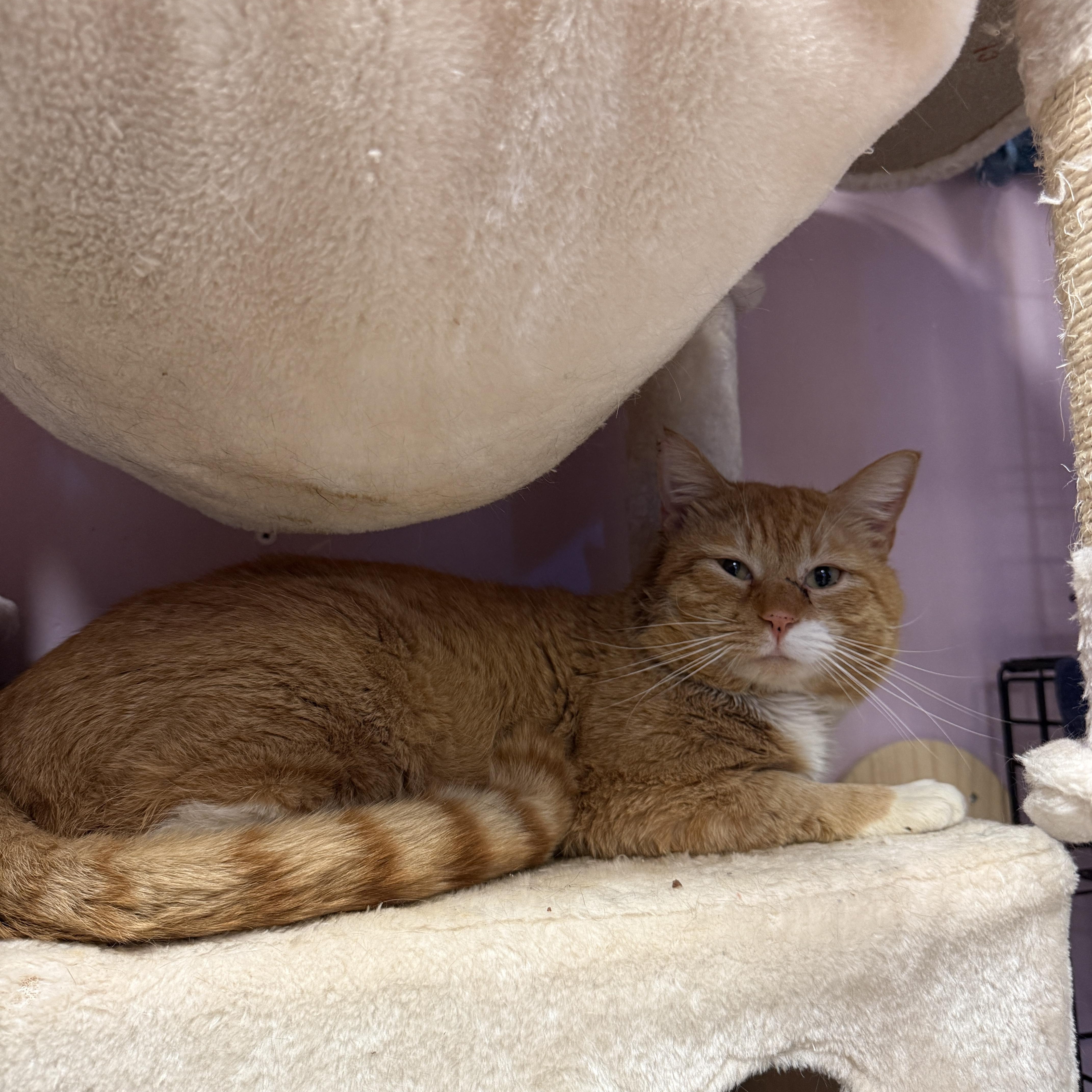 Mr Cheeto, ADOPTABLE, Adult Male Domestic Short Hair.