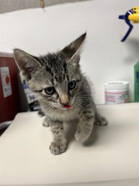 Enlarge Chad A061112, a Adoptable Domestic Short Hair in San Andreas, CA image 2/2