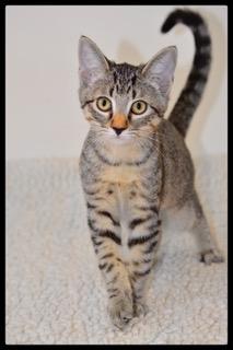 Chad A061112, Adoptable, Kitten Male Domestic Short Hair.