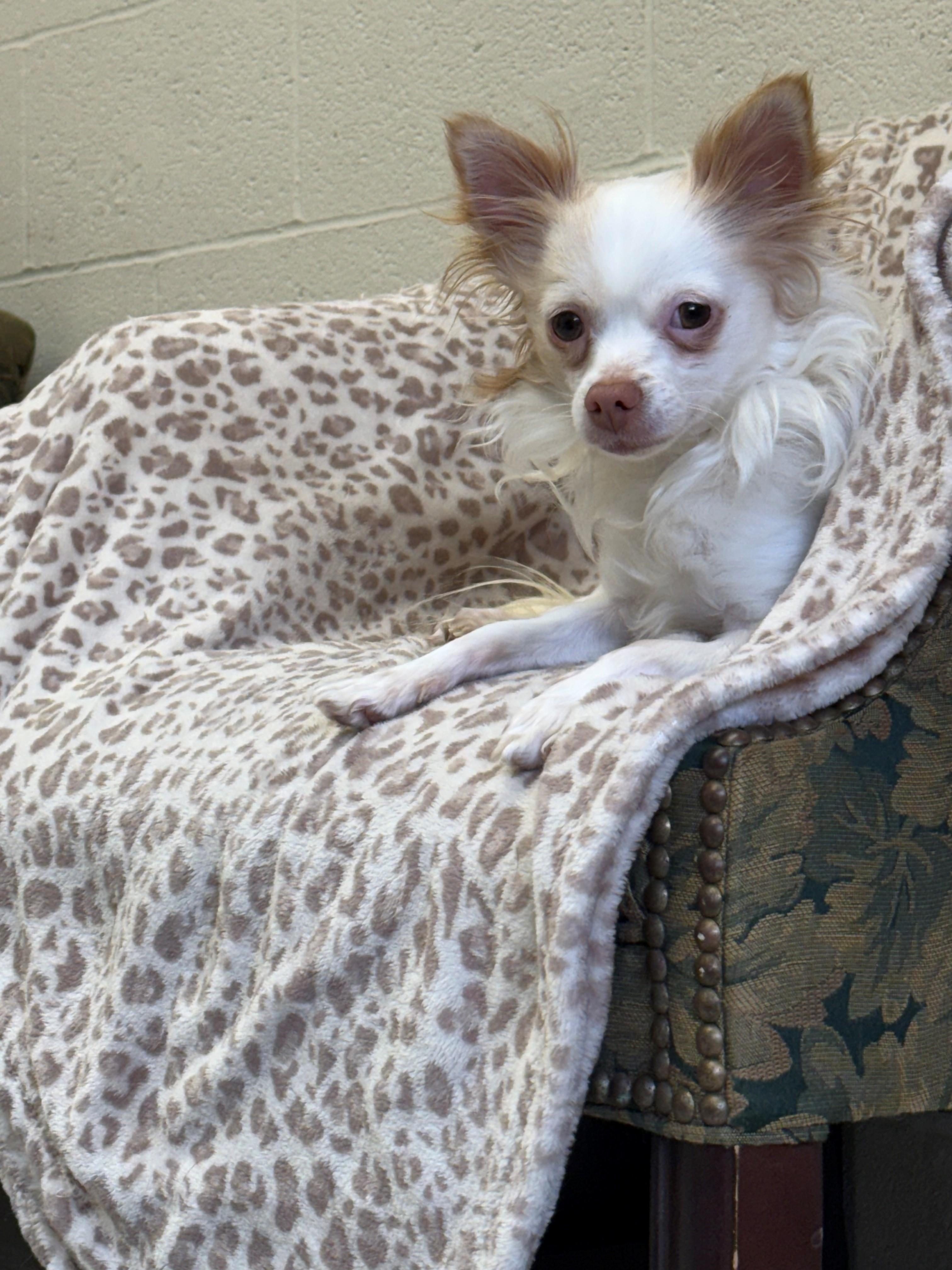 Dobby, a ADOPTABLE Chihuahua in Oakland, MD image 1/3