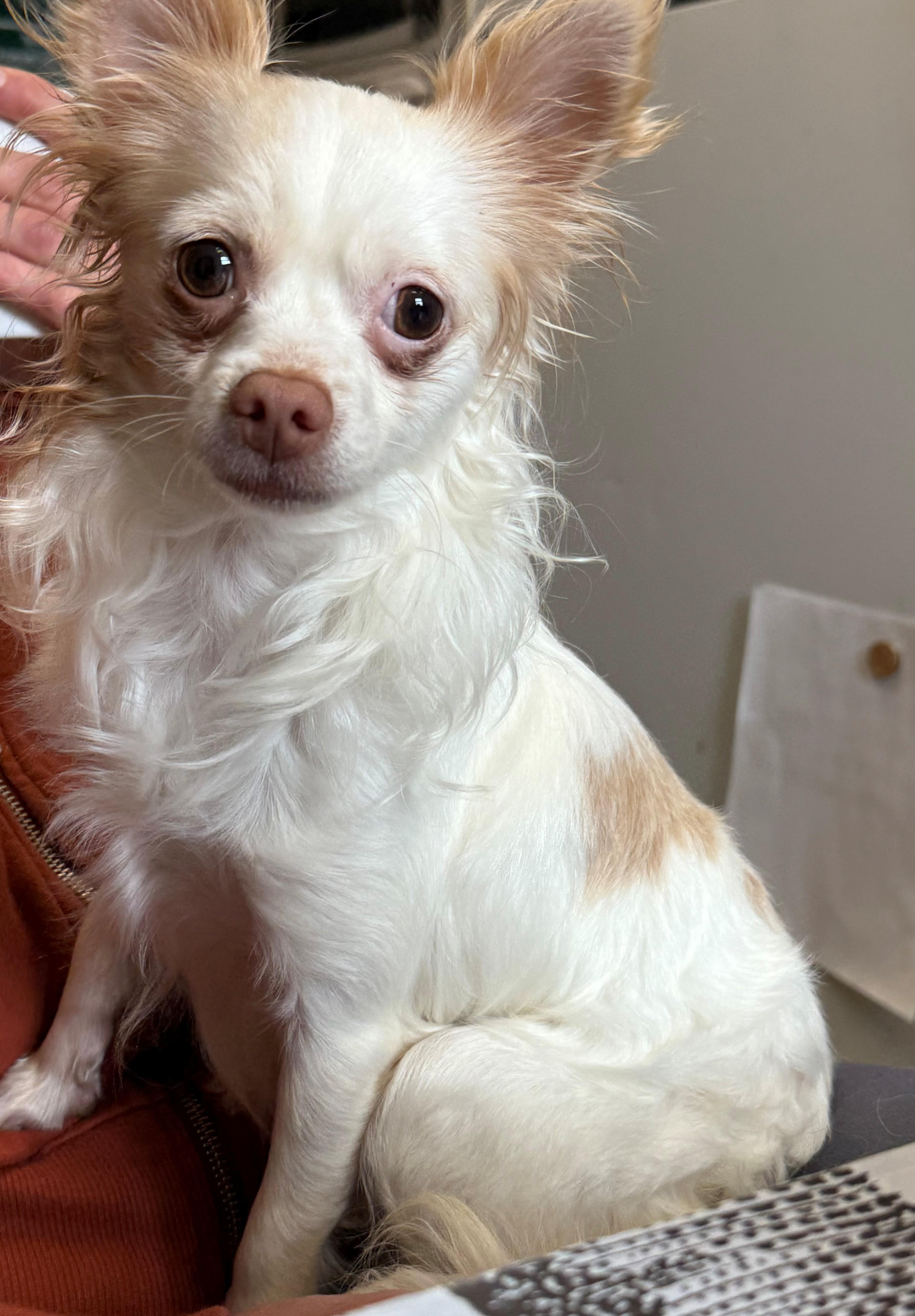 Dobby, adopted, Young Male Chihuahua.