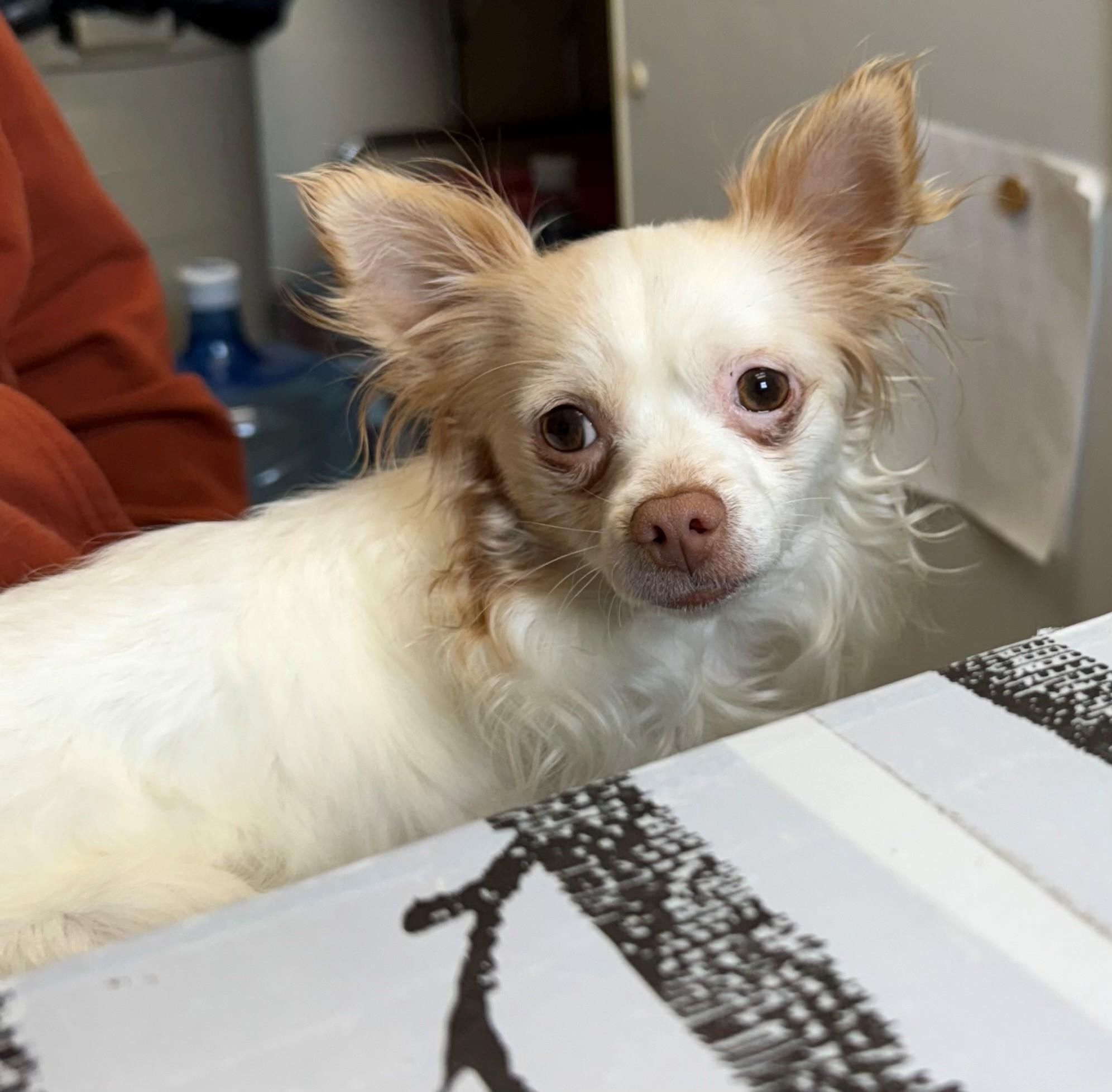 Dobby, a ADOPTABLE Chihuahua in Oakland, MD image 3/3