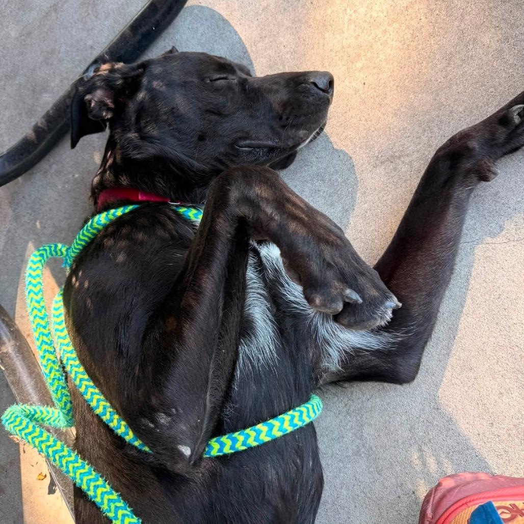 Wilder, Adoptable, Young Male Cane Corso & Mixed Breed.