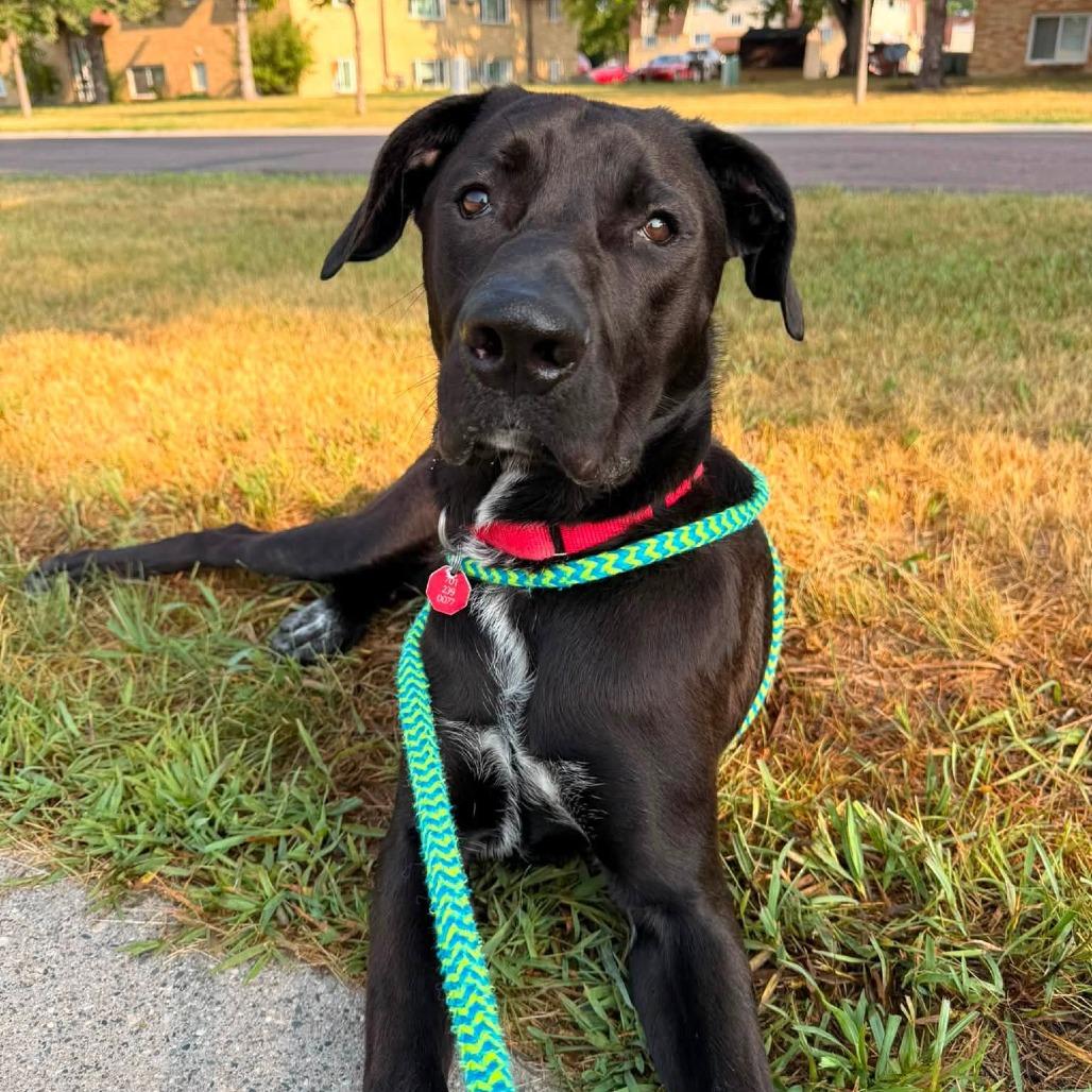 Enlarge Wilder, a Adoptable mixed breed in Fargo, ND image 2/6