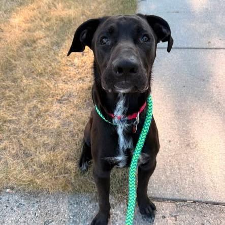 Enlarge Wilder, a Adoptable mixed breed in Fargo, ND image 3/6