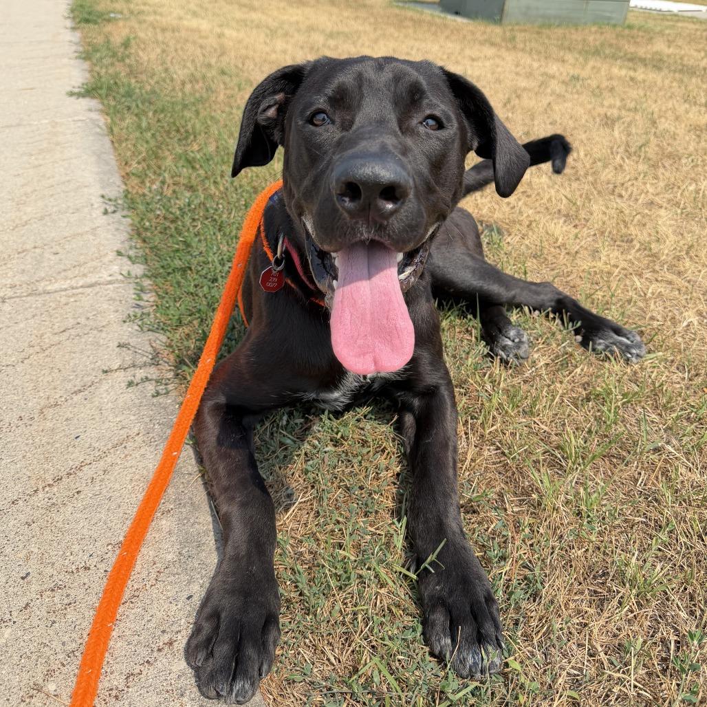 Enlarge Wilder, a Adoptable mixed breed in Fargo, ND image 4/6