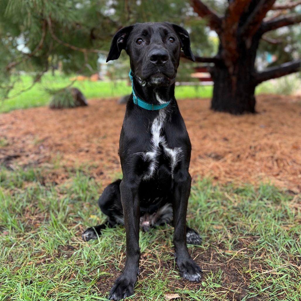 Enlarge Wilder, a Adoptable mixed breed in Fargo, ND image 5/6