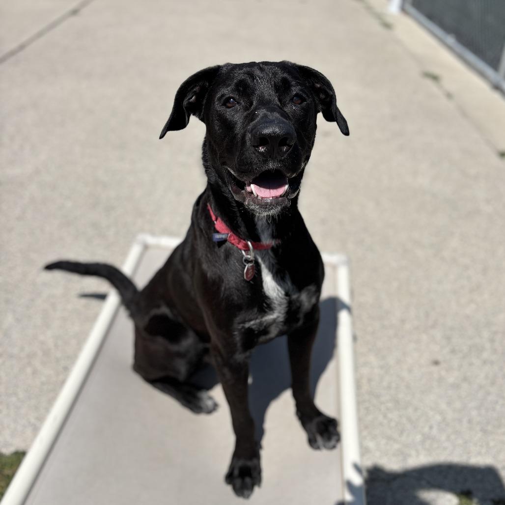 Enlarge Wilder, a Adoptable mixed breed in Fargo, ND image 6/6