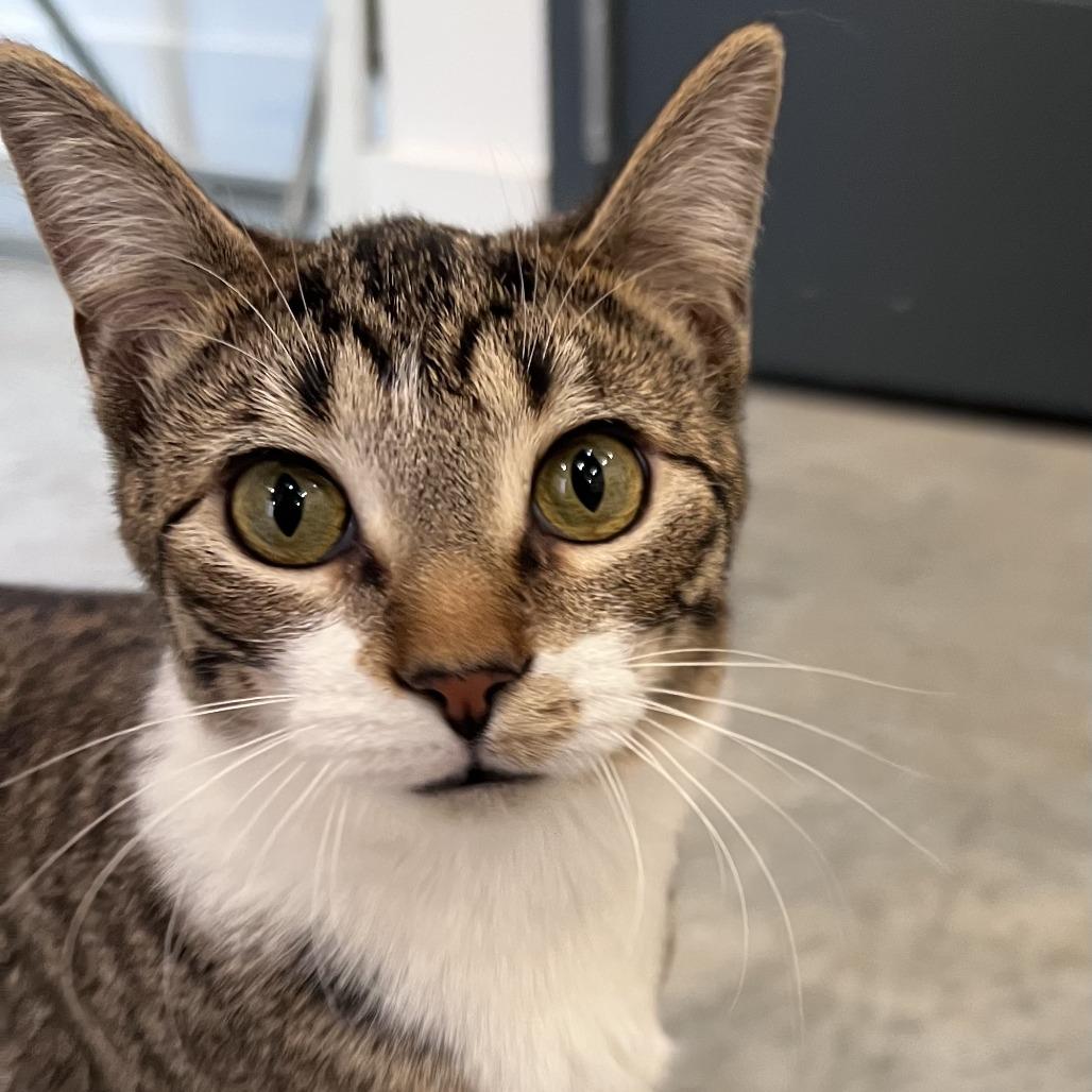 Astro (bonded with Cowboy), Adoptable, Young Male Domestic Short Hair.