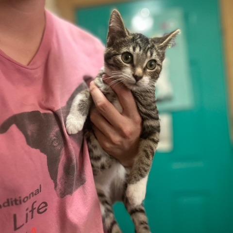 Astro (bonded with Cowboy), Adoptable, Young Male Domestic Short Hair.