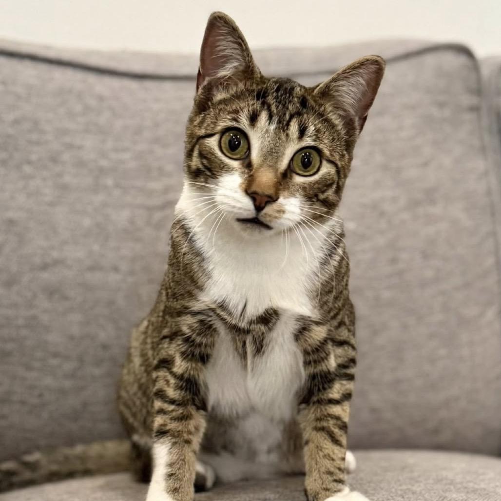 Enlarge Astro (bonded with Cowboy), a Adoptable mixed breed in Chicago, IL image 2/6