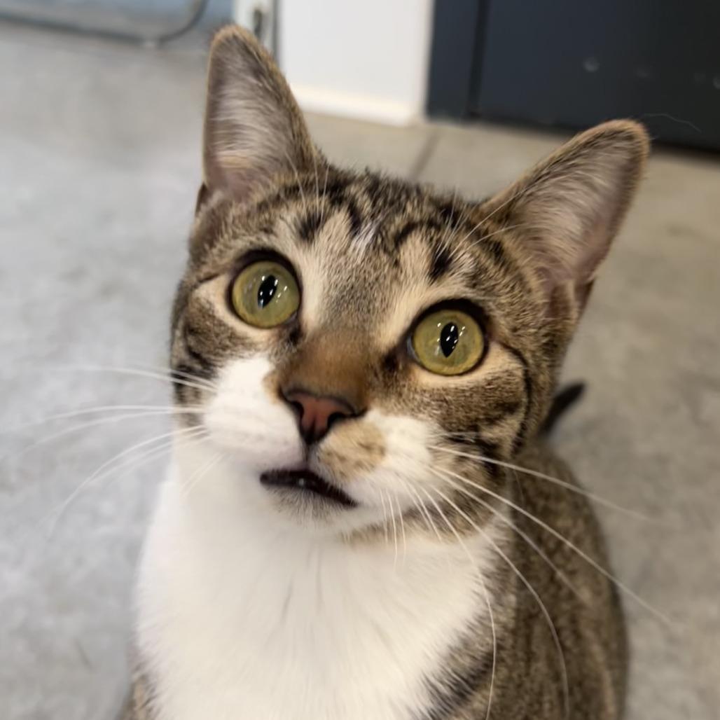 Astro (bonded with Cowboy) — thumbnail 3