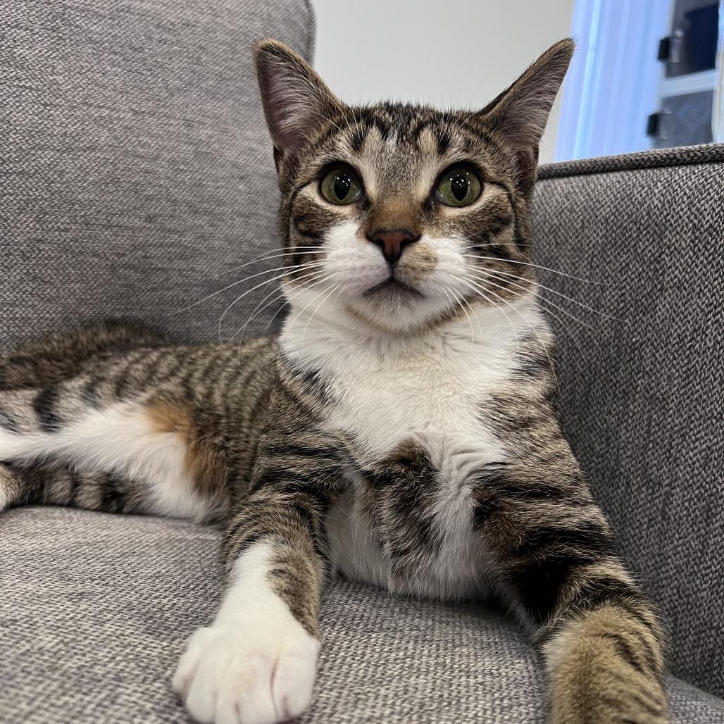 Astro (bonded with Cowboy) — thumbnail 4