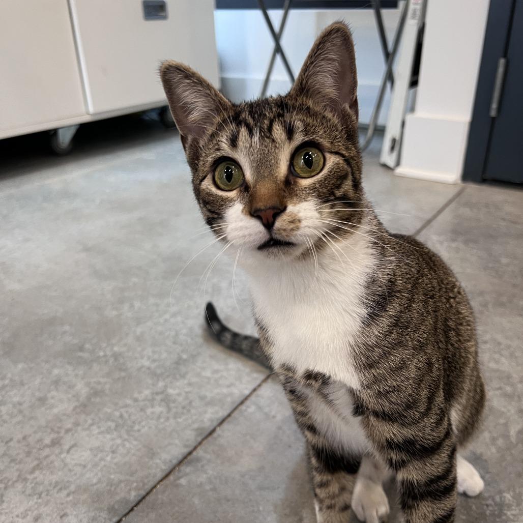 Astro (bonded with Cowboy) — thumbnail 5