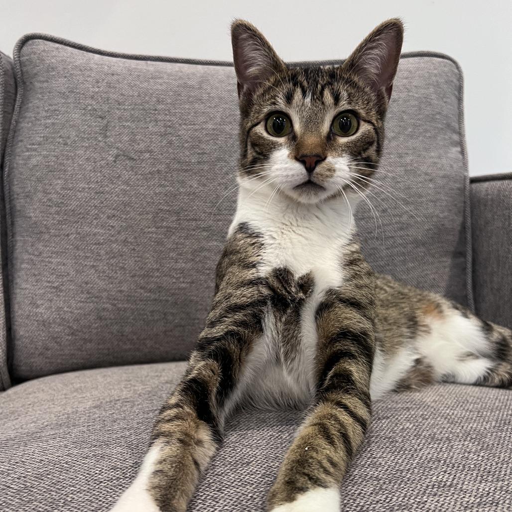 Astro (bonded with Cowboy) — thumbnail 6