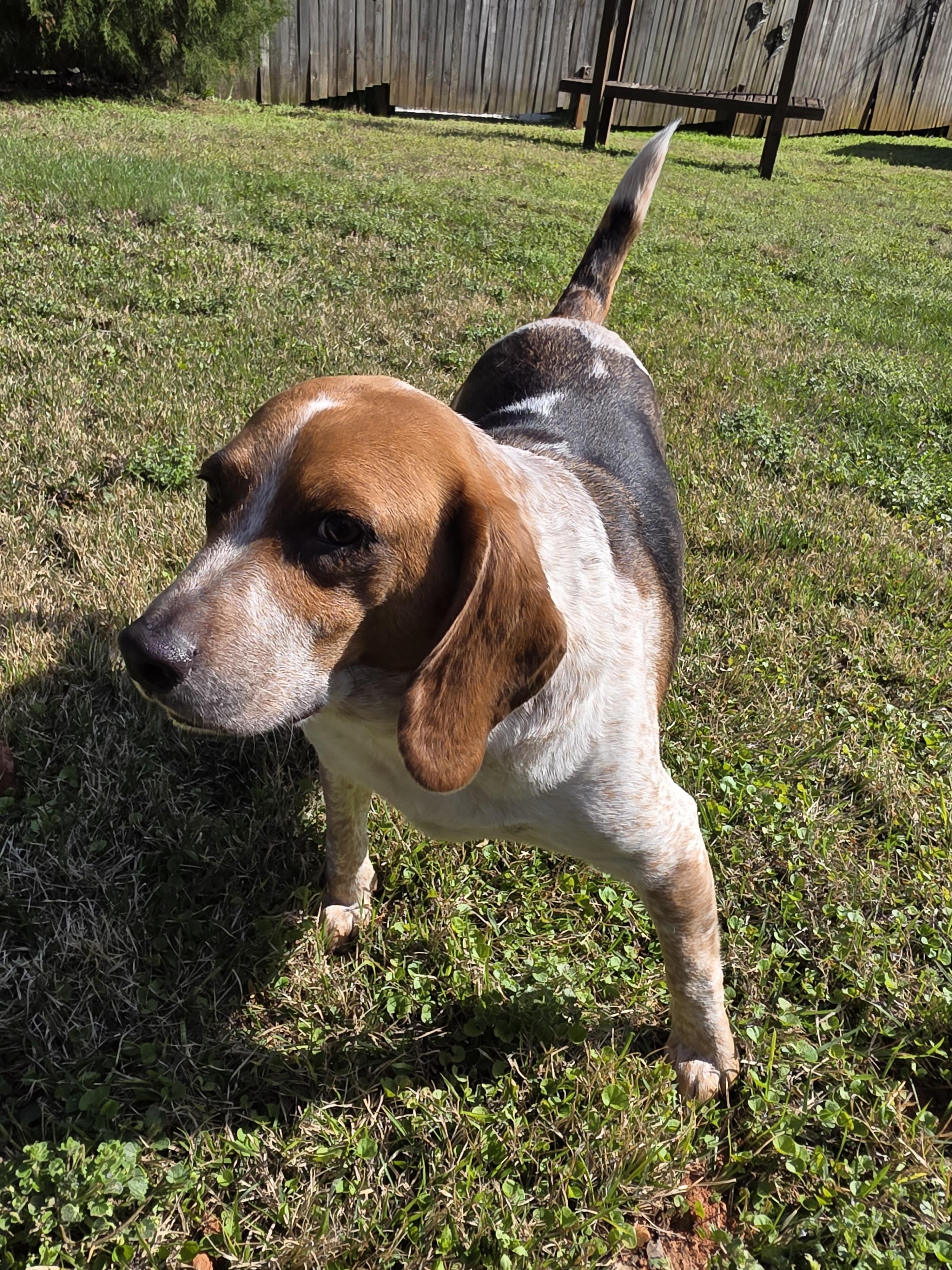 Enlarge George, an adoptable mixed breed in Columbia, SC image 4/6