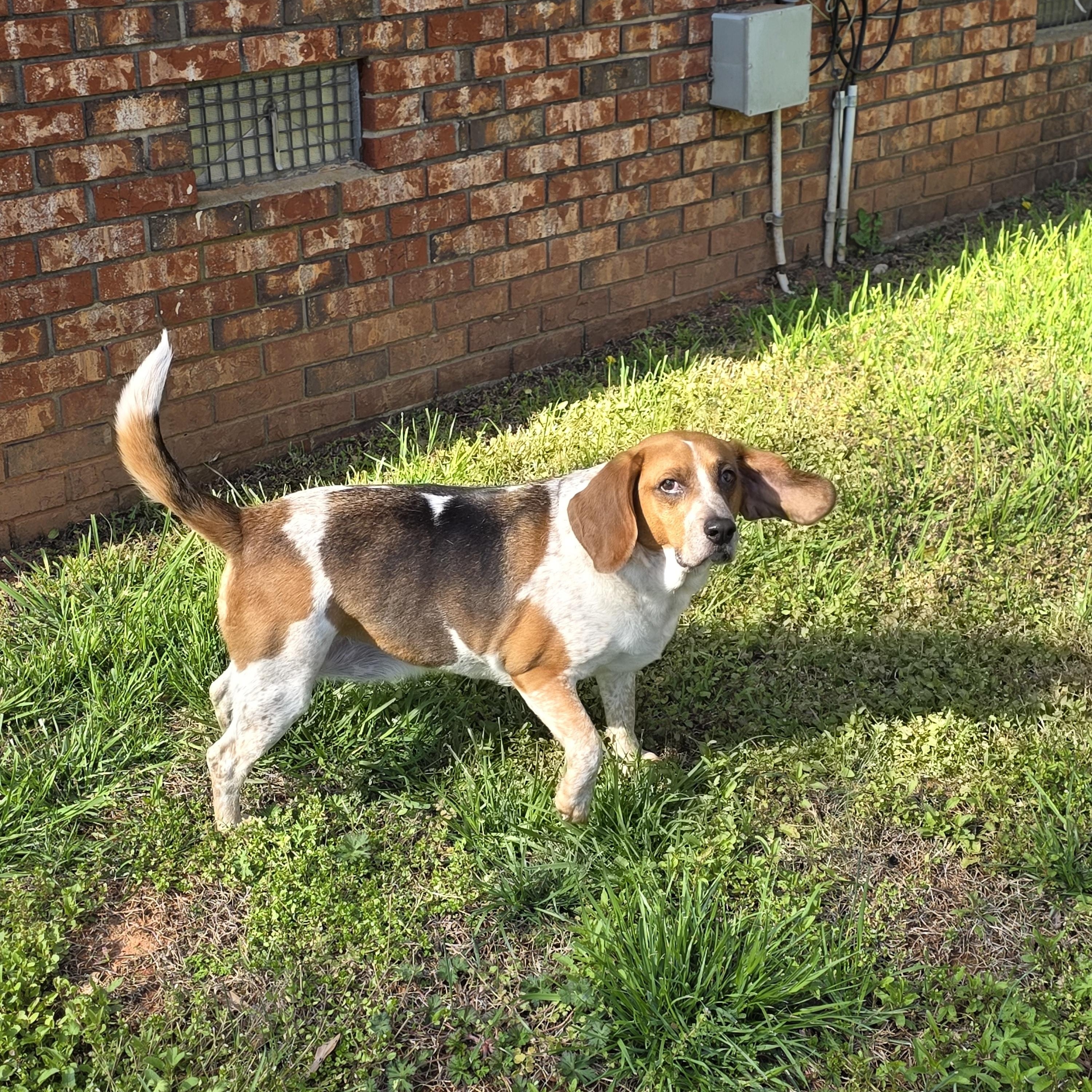 Enlarge George, an adoptable mixed breed in Columbia, SC image 5/6