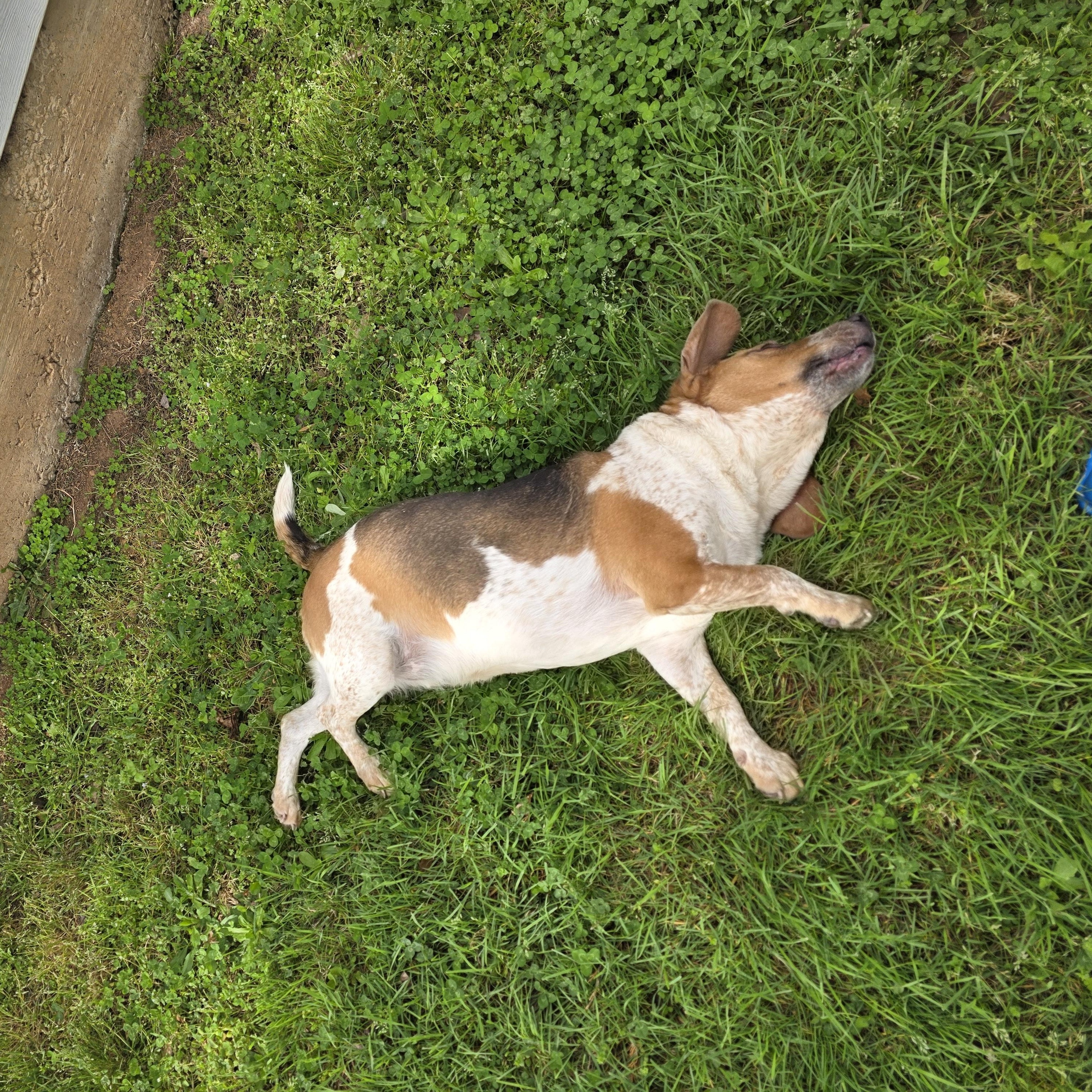 Enlarge George, an adoptable mixed breed in Columbia, SC image 6/6