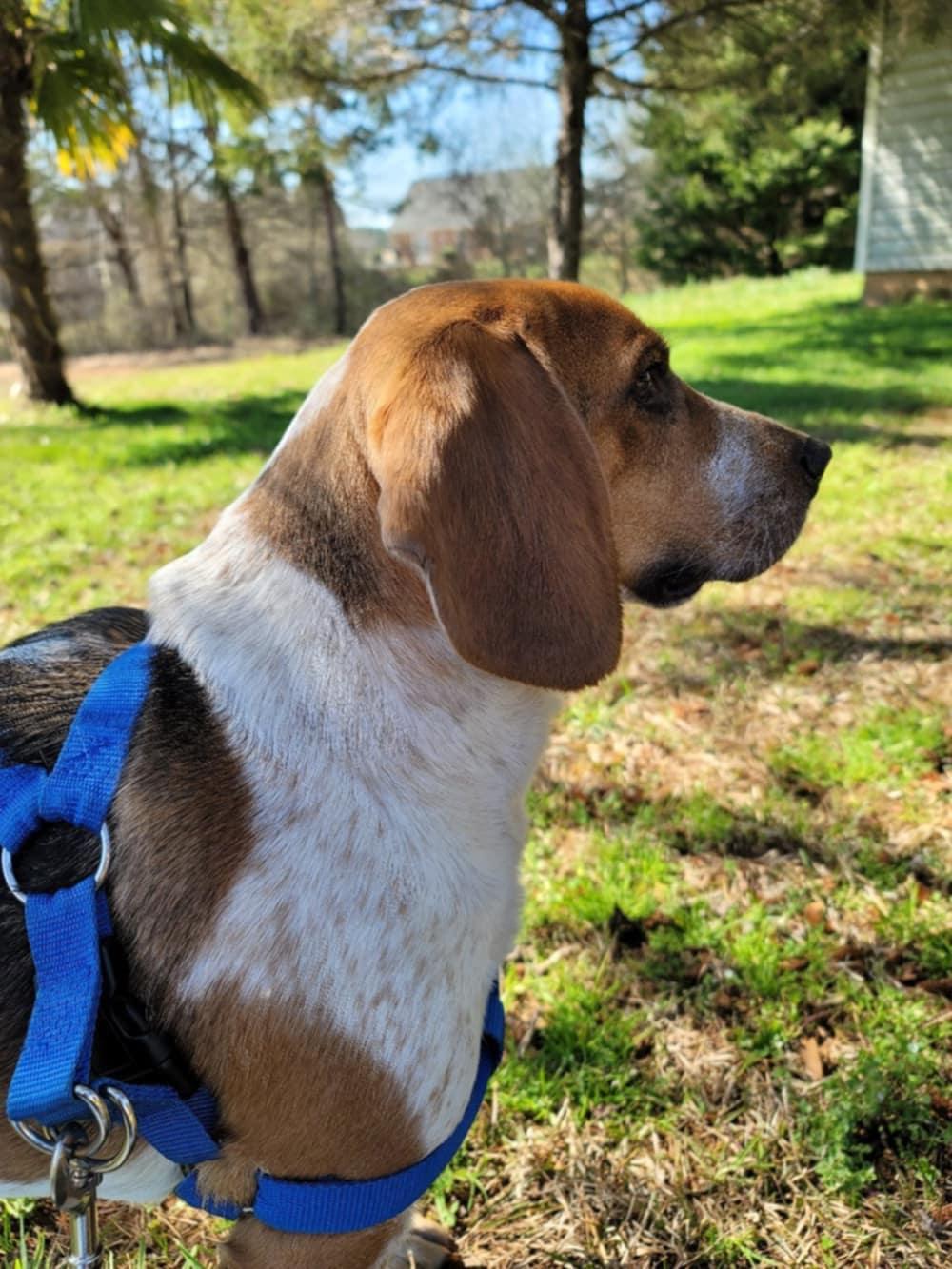 Enlarge George, an adoptable mixed breed in Columbia, SC image 1/6