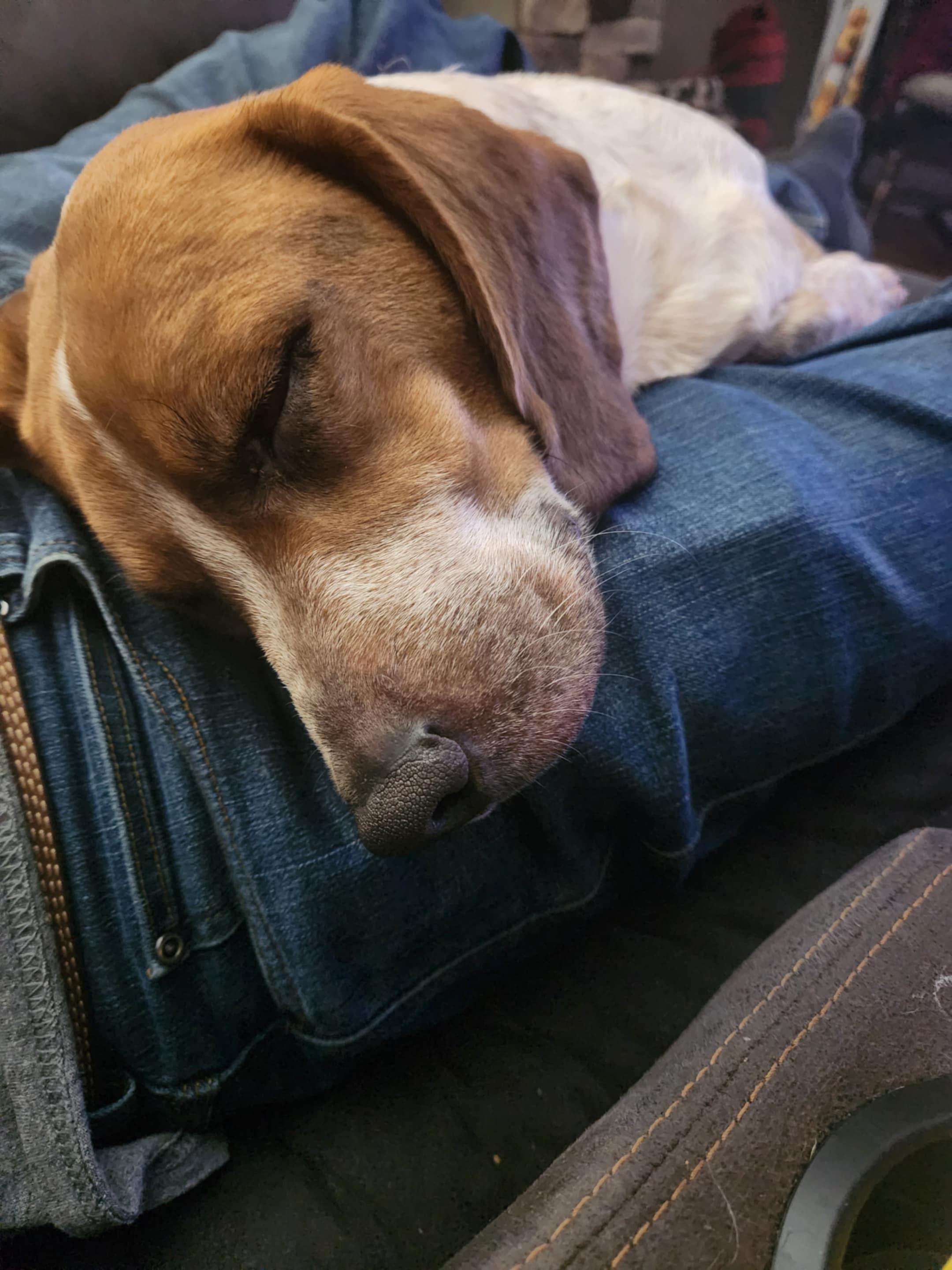 Enlarge George, an adoptable mixed breed in Columbia, SC image 2/6