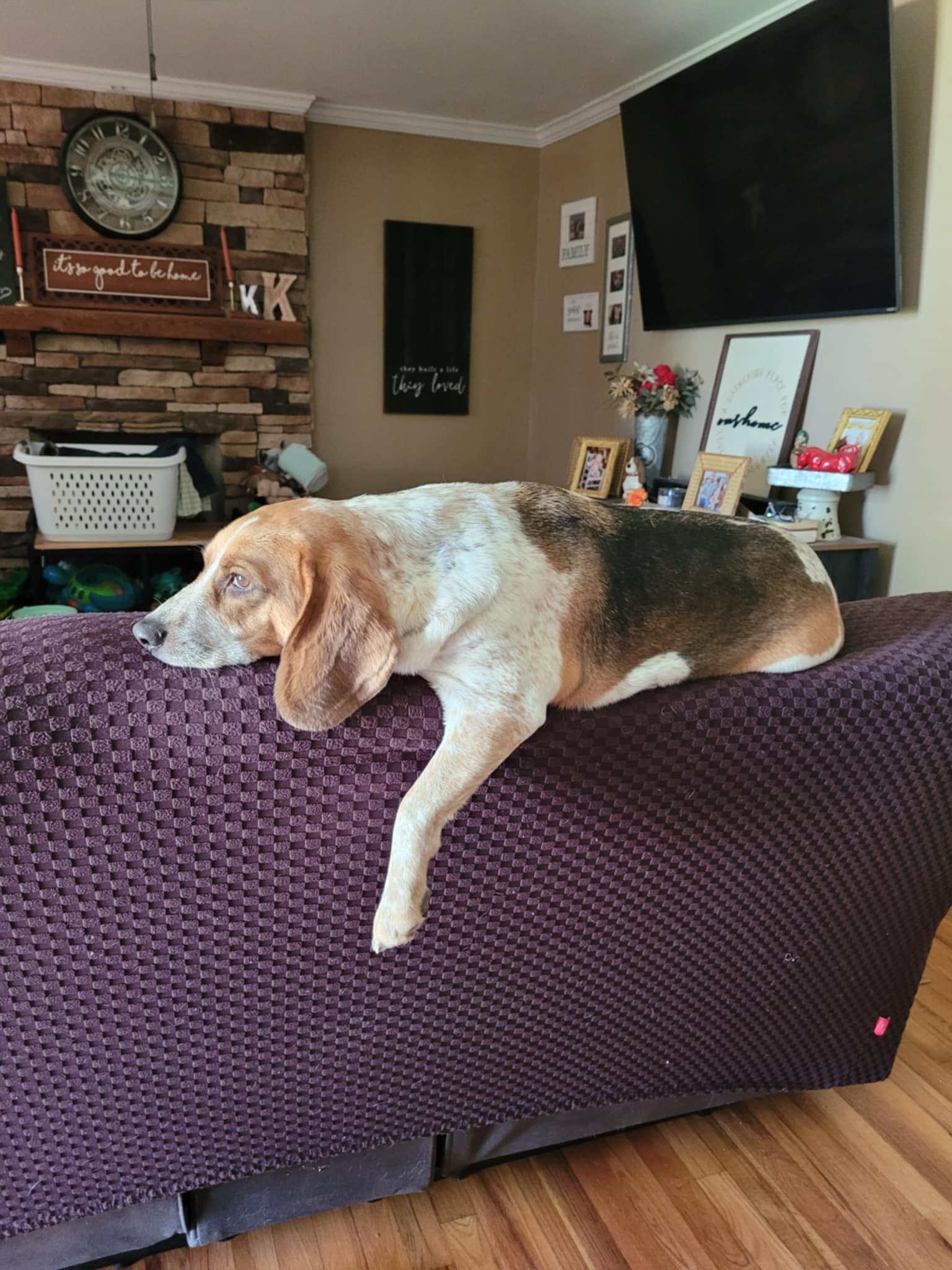 Enlarge George, an adoptable mixed breed in Columbia, SC image 3/6