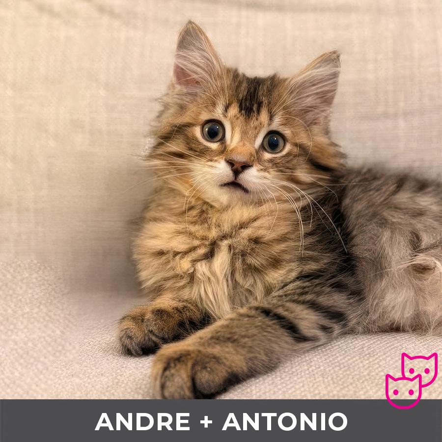 Andre (bonded with Antonio)