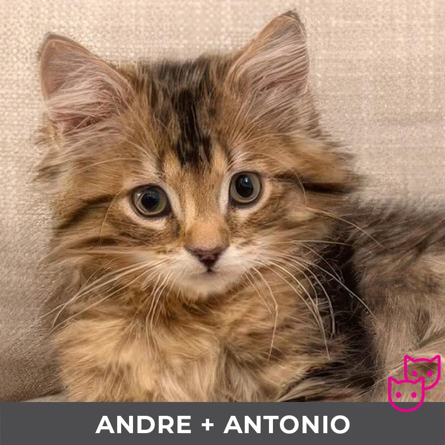 Andre (bonded with Antonio)