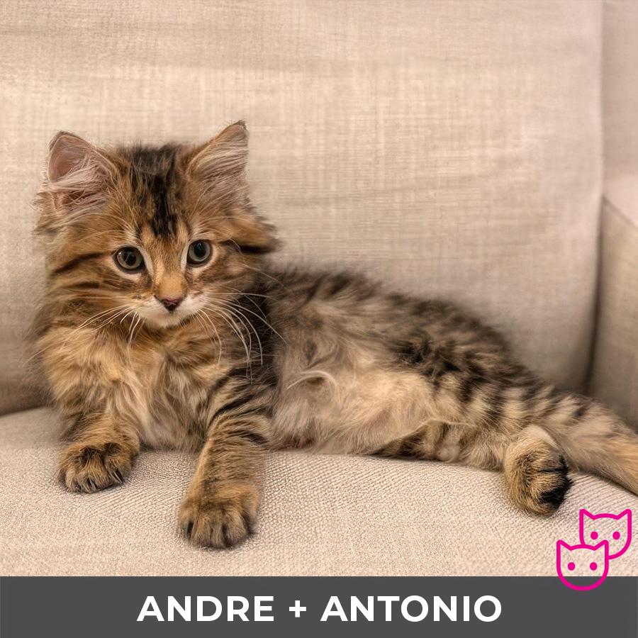 Andre (bonded with Antonio)