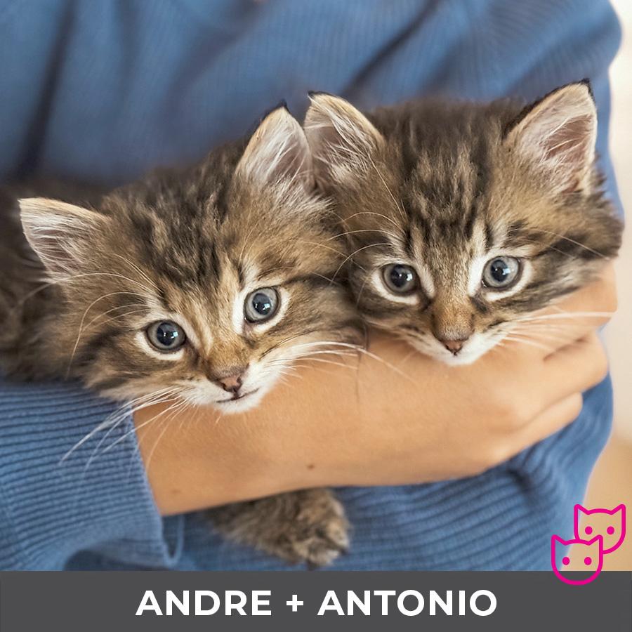 Andre (bonded with Antonio)
