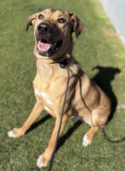 Enlarge Corbin, a Adoptable mixed breed in Phoenix, AZ image 1/3