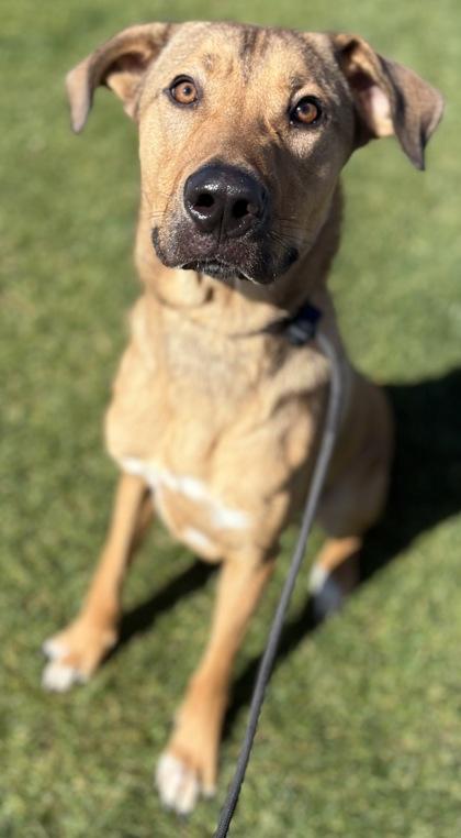 Enlarge Corbin, a Adoptable mixed breed in Phoenix, AZ image 2/3