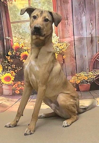 Enlarge Corbin, a Adoptable mixed breed in Phoenix, AZ image 3/3