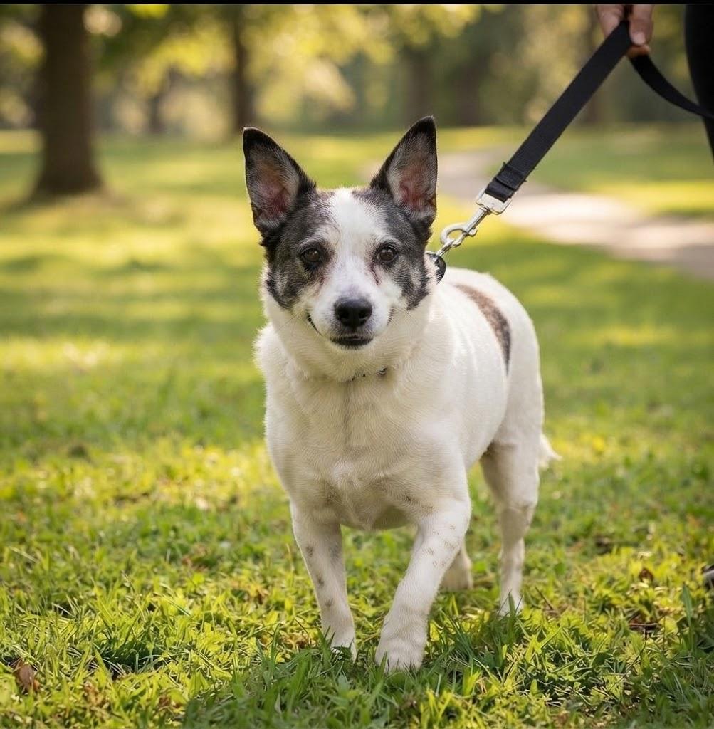 Enlarge BELLA & LETTIE, a Adoptable mixed breed in Lincoln, NE image 3/6