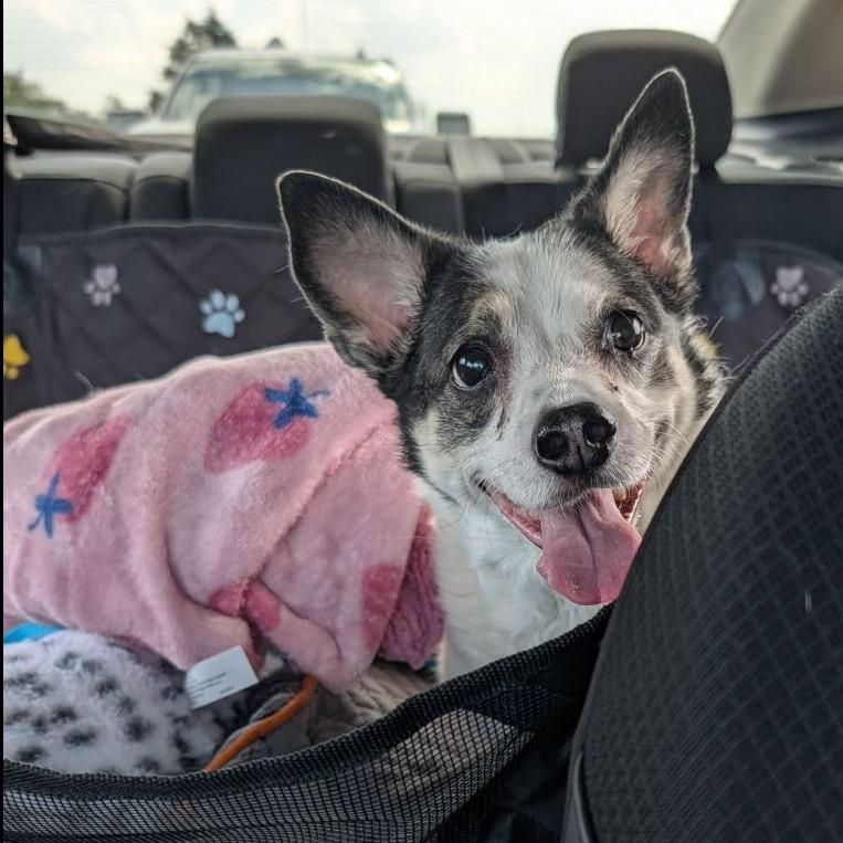 LETTIE, Adopted, Senior Female Rat Terrier & Cattle Dog.