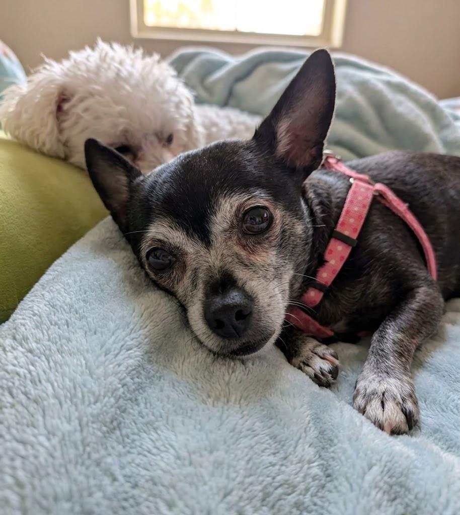 Enlarge BELLA & LETTIE, a Adoptable mixed breed in Lincoln, NE image 6/6
