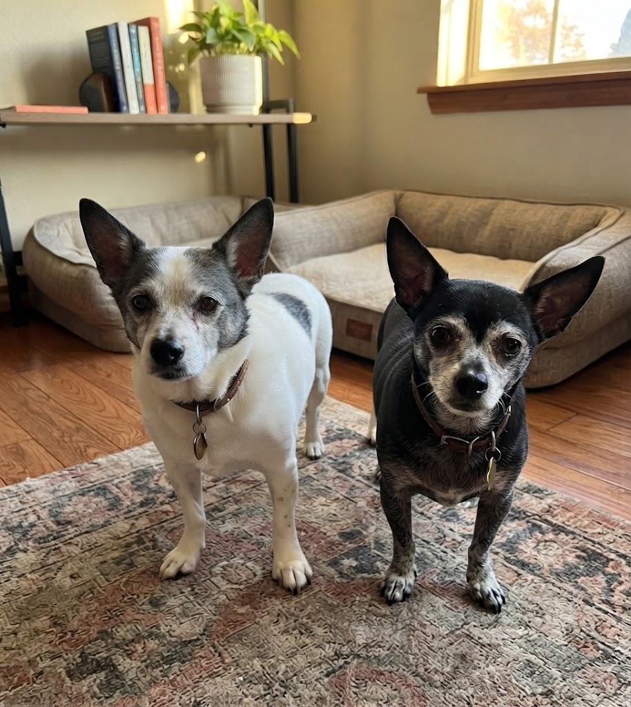 BELLA & LETTIE, Adoptable, Senior Female Chihuahua & Rat Terrier.