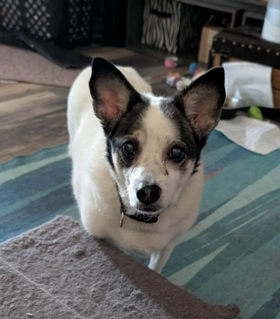 Enlarge LETTIE, a Adopted mixed breed in Lincoln, NE image 5/5
