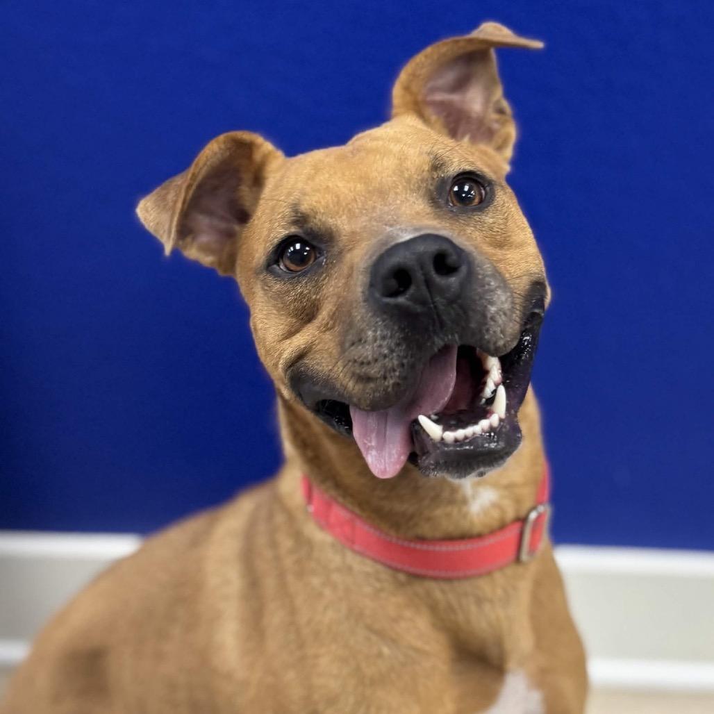 Sundance, a Adoptable mixed breed in Waco, TX image 1/3
