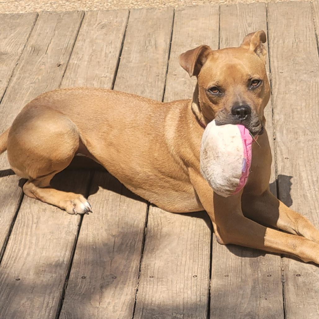 Sundance, a Adoptable mixed breed in Waco, TX image 2/3