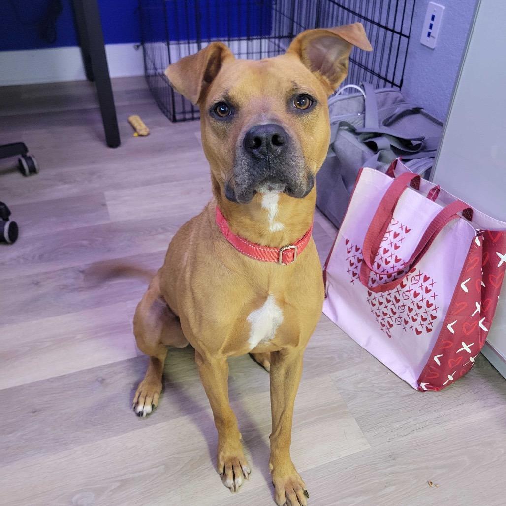 Sundance, a Adoptable mixed breed in Waco, TX image 3/3