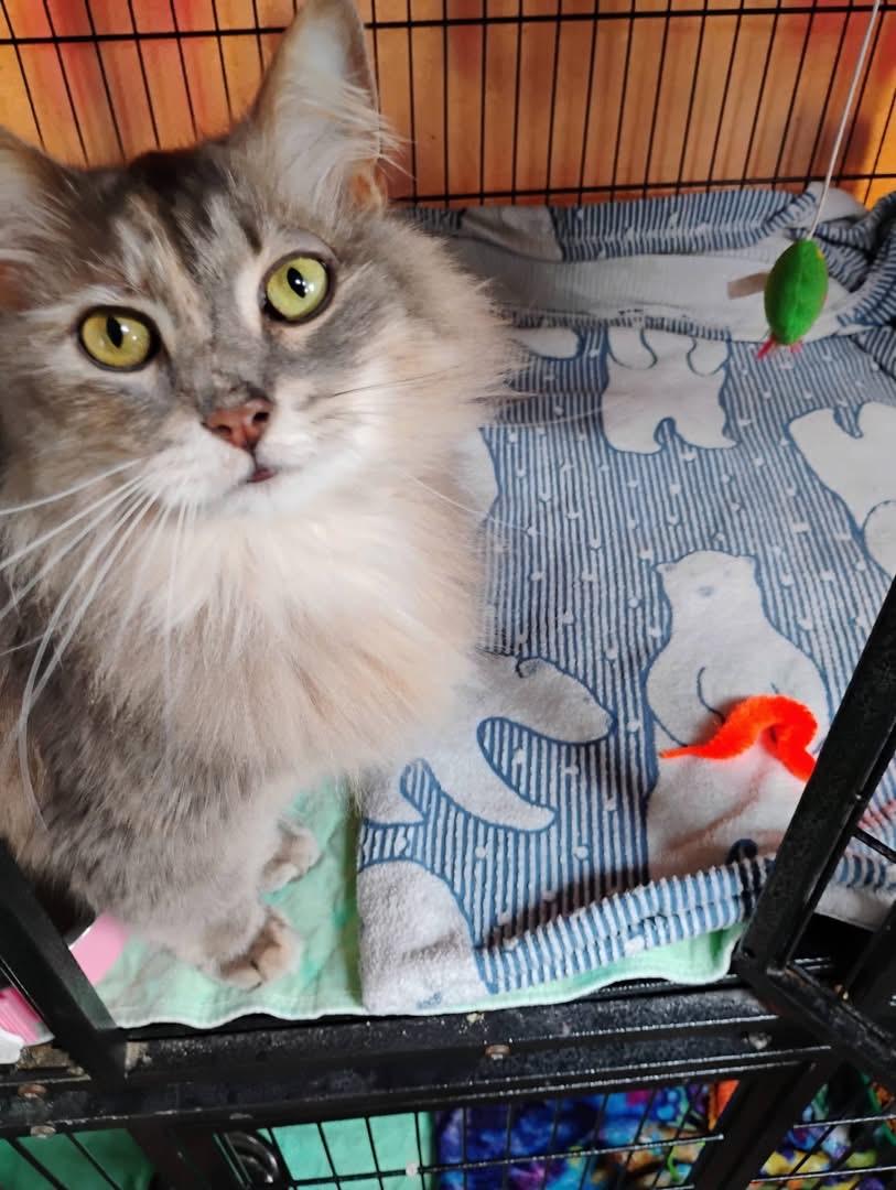 Enlarge Sirabi, an adopted Domestic Long Hair in Saginaw, MI image 3/3